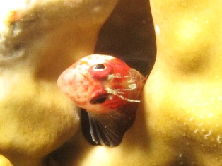 Mimoblennius cirrosus